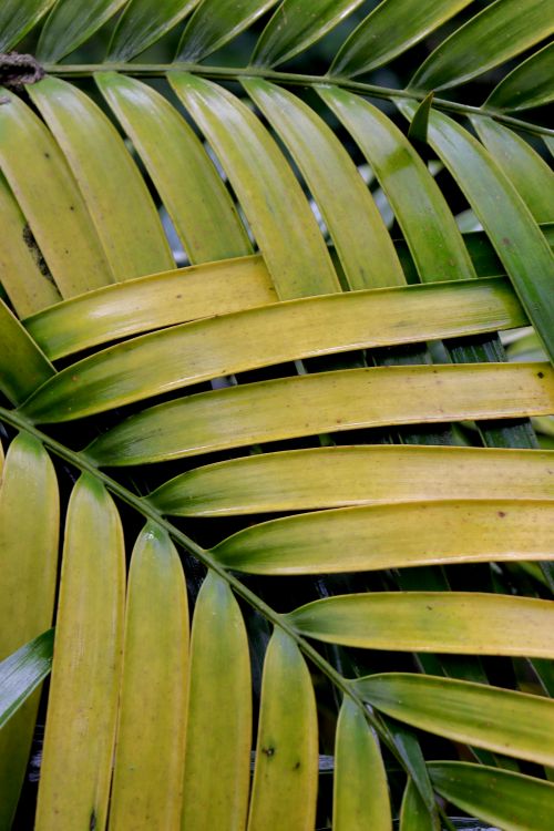 Free Detailed view of interwoven green and yellow palmetto leaves showcasing natural patterns. Stock Photo
