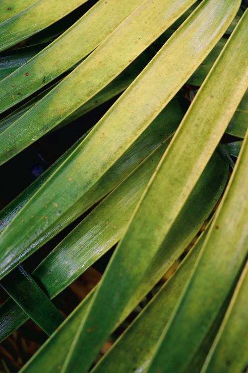 Free Detailed view of overlapping green palm leaves showcasing texture and color. Stock Photo