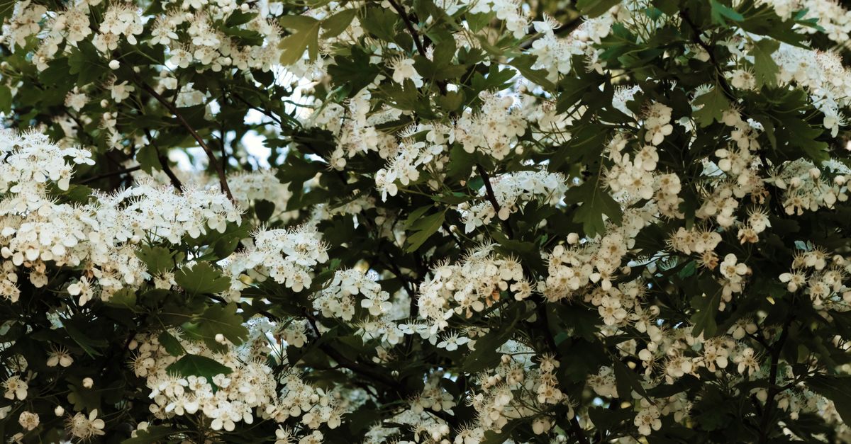Aubépine Fleurs : Bienfaits et Posologie