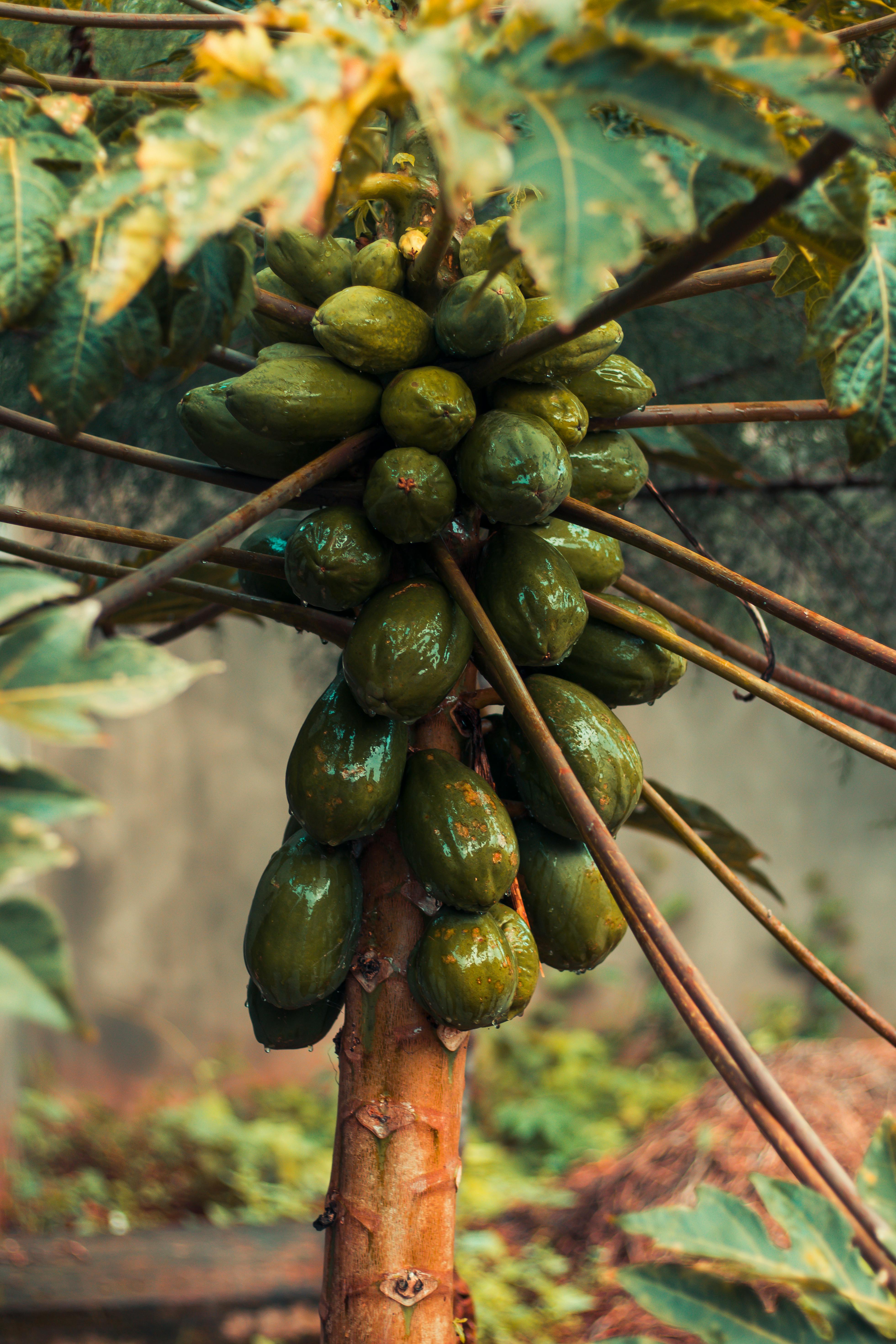 Papaya Fruit - Urban Goes Green Plant Guide