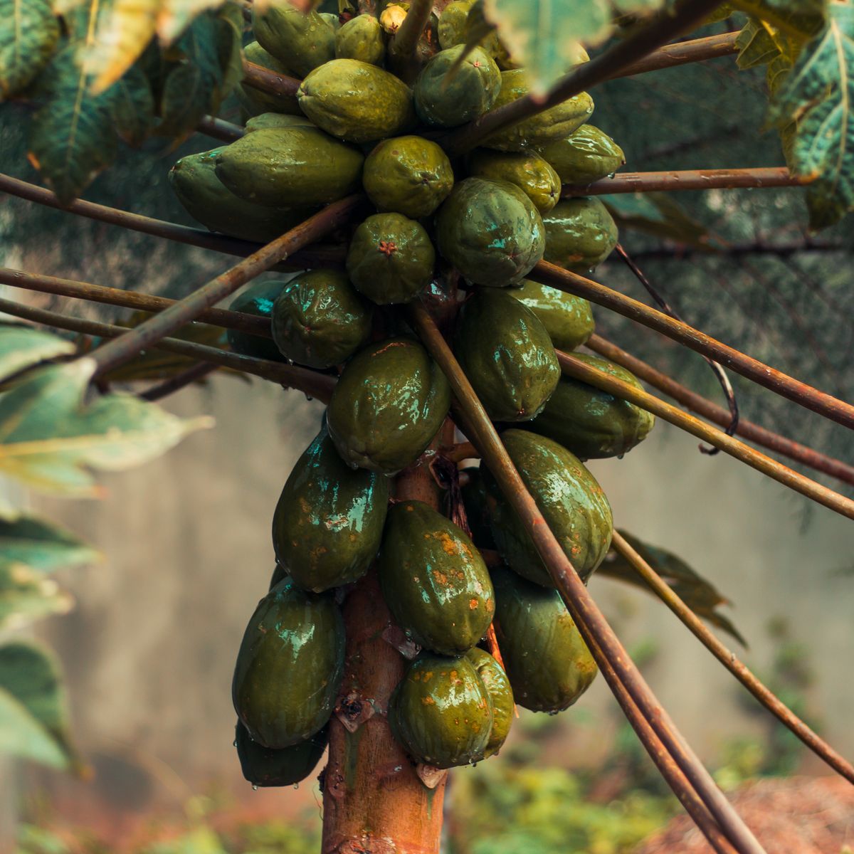 Pawpaw fruit