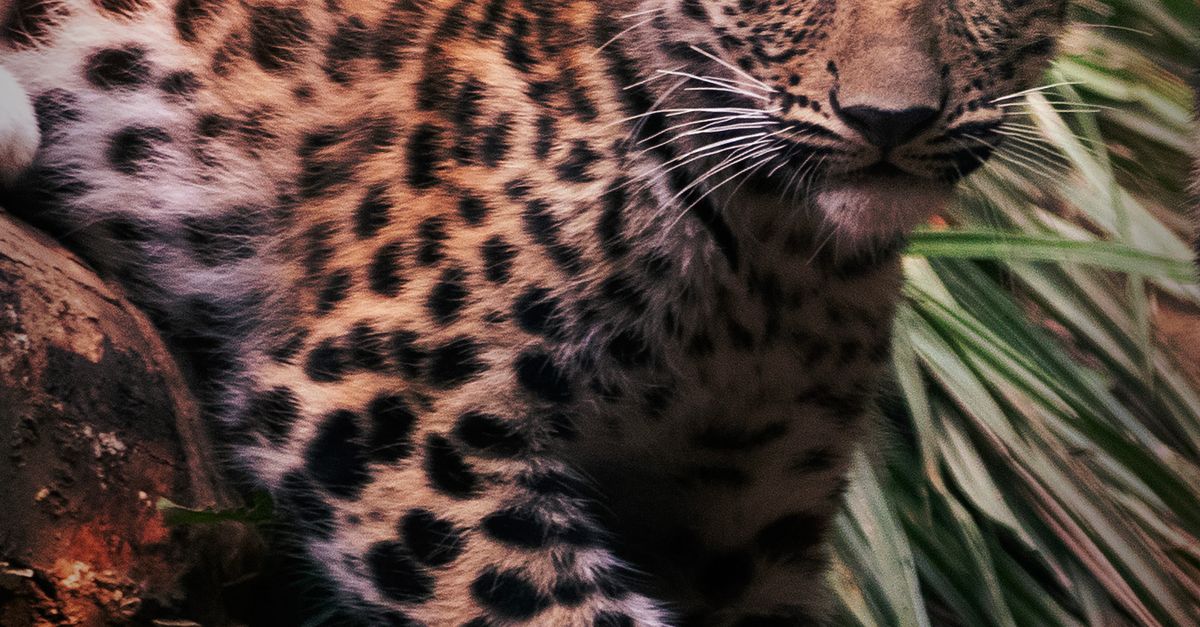 Young Leopard Cub Resting on a Log in Nature · Free Stock Photo