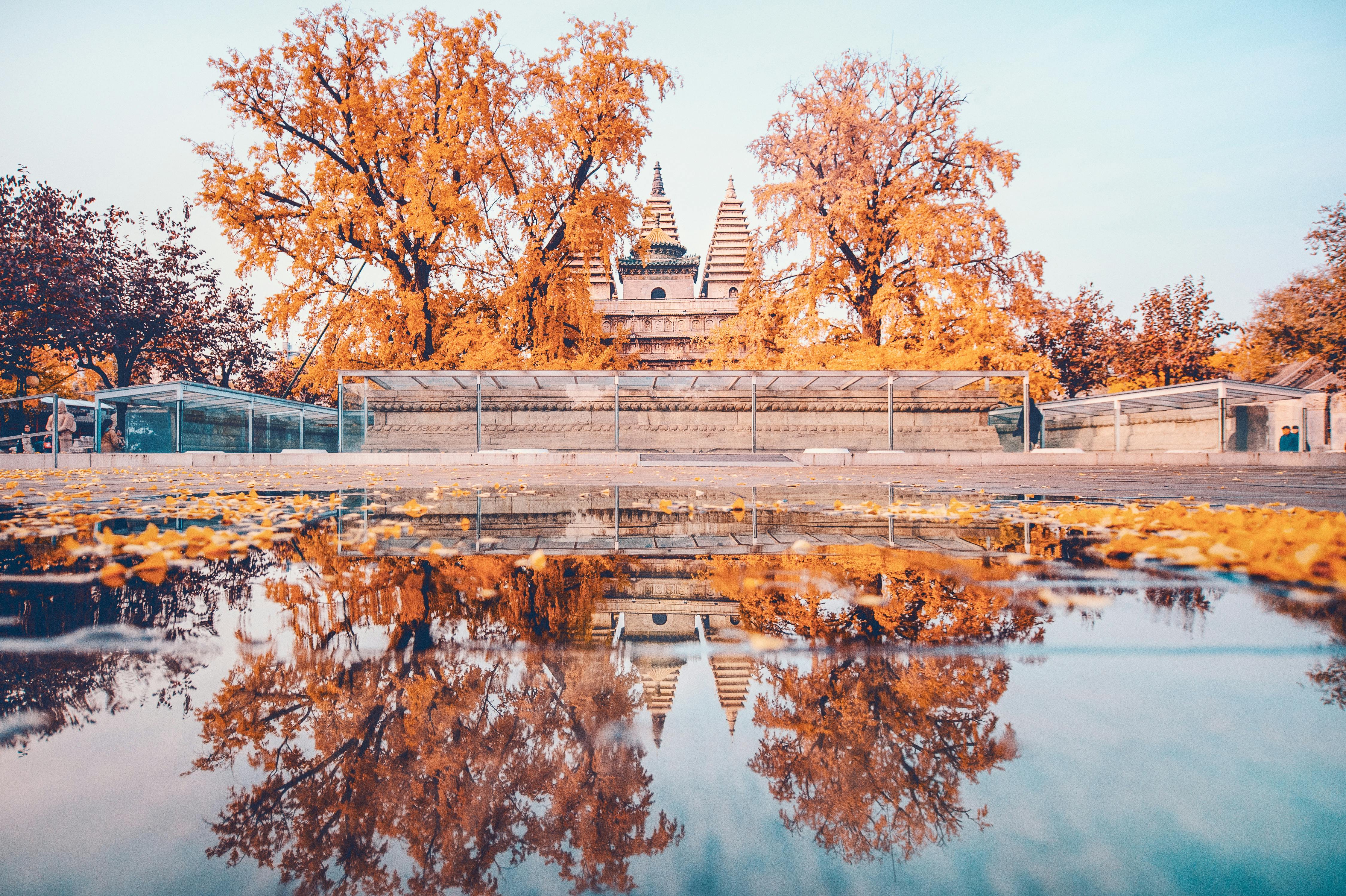 reflective photo of brown leafed trees