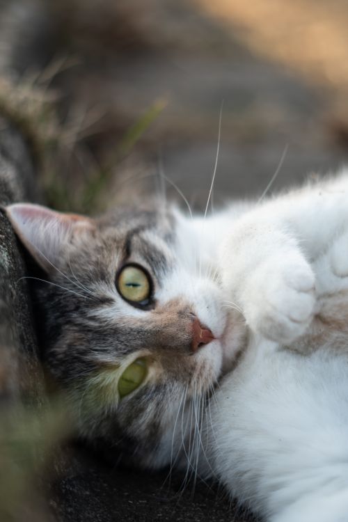 Free Charming close-up of a relaxed cat lying on a sunny outdoor surface, showing serene green eyes. Stock Photo