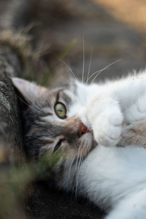 Free Discover a playful cat lounging outdoors, capturing a relaxed and attentive moment. Stock Photo