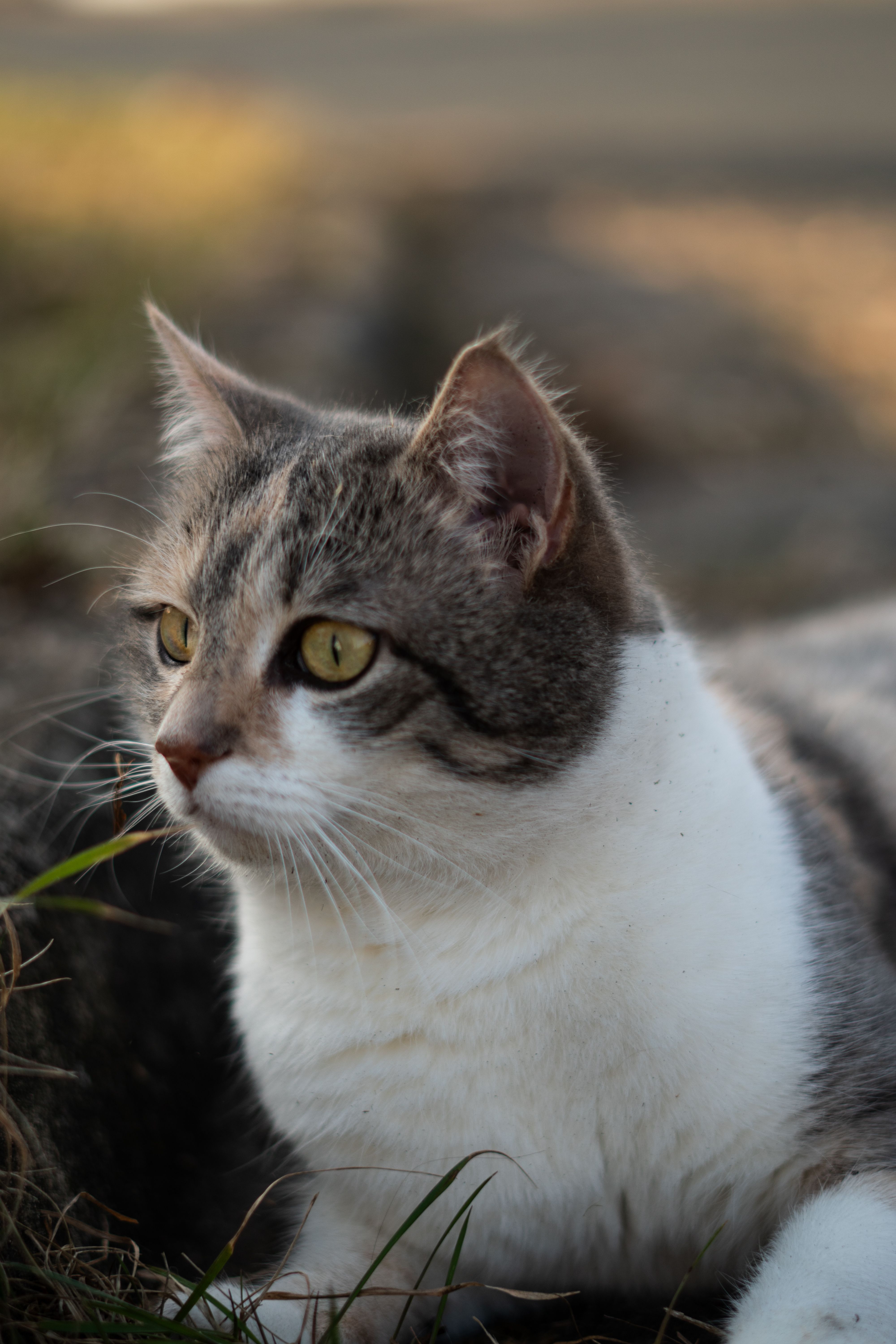 Close-up Portrait of a Tabby Cat Outdoors · Free Stock Photo