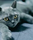Charming British Shorthair Cat Relaxing Indoors
