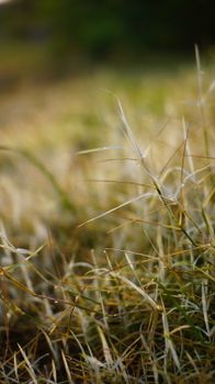 Detailed shot of dewy grass blades with morning sunlight filtering through, creating a serene nature scene.