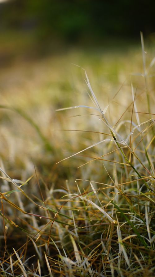 Free Detailed shot of dewy grass blades with morning sunlight filtering through, creating a serene nature scene. Stock Photo