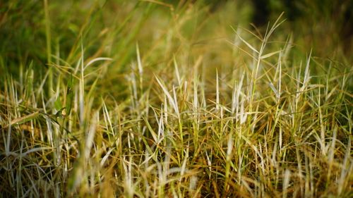 Free Detailed macro shot of lush green grass glistening in the morning sunlight, showcasing nature's beauty. Stock Photo