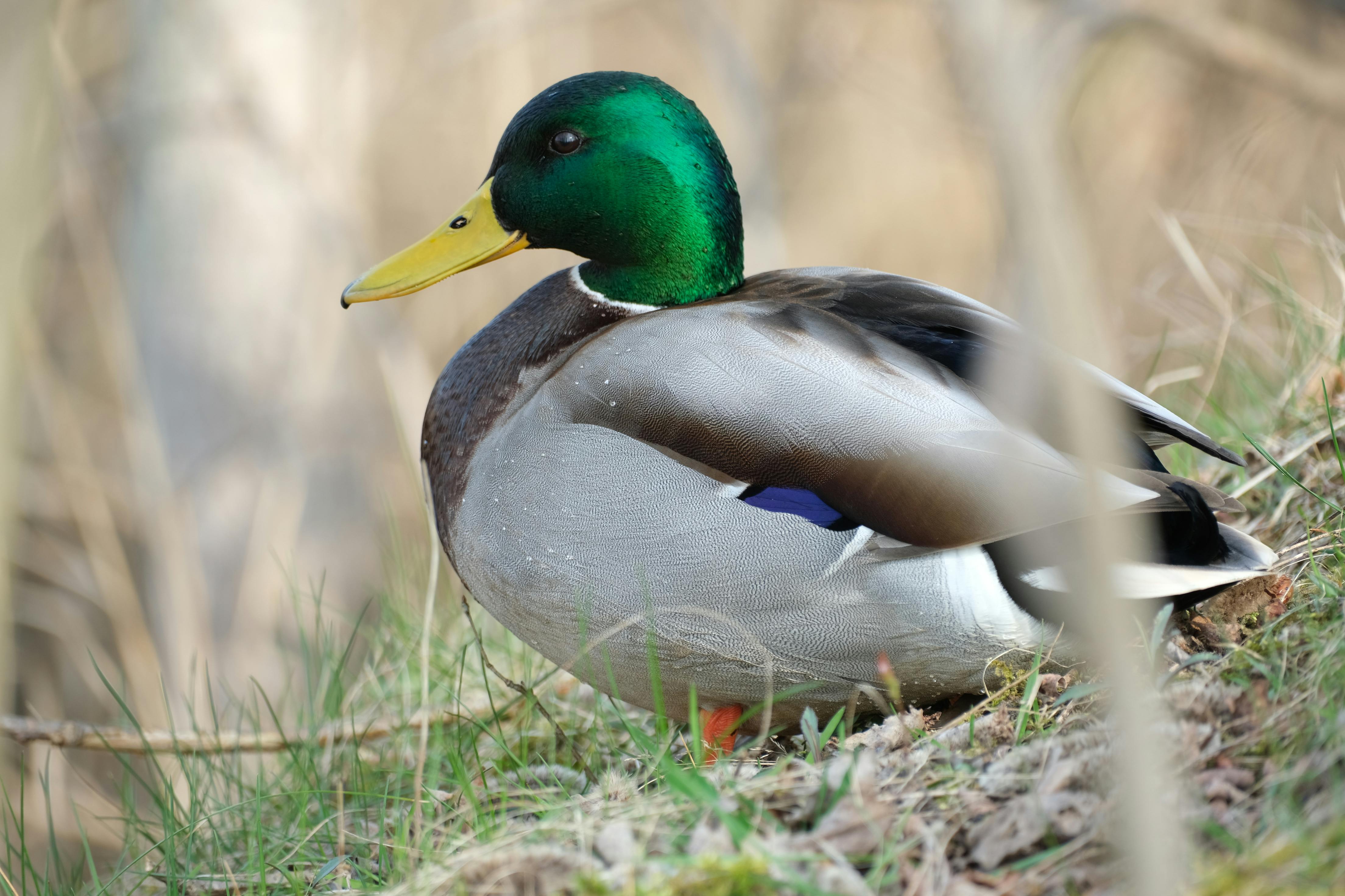 2012 Review of Drake Software — Drake Tax — Photo by Roman Biernacki on Pexels