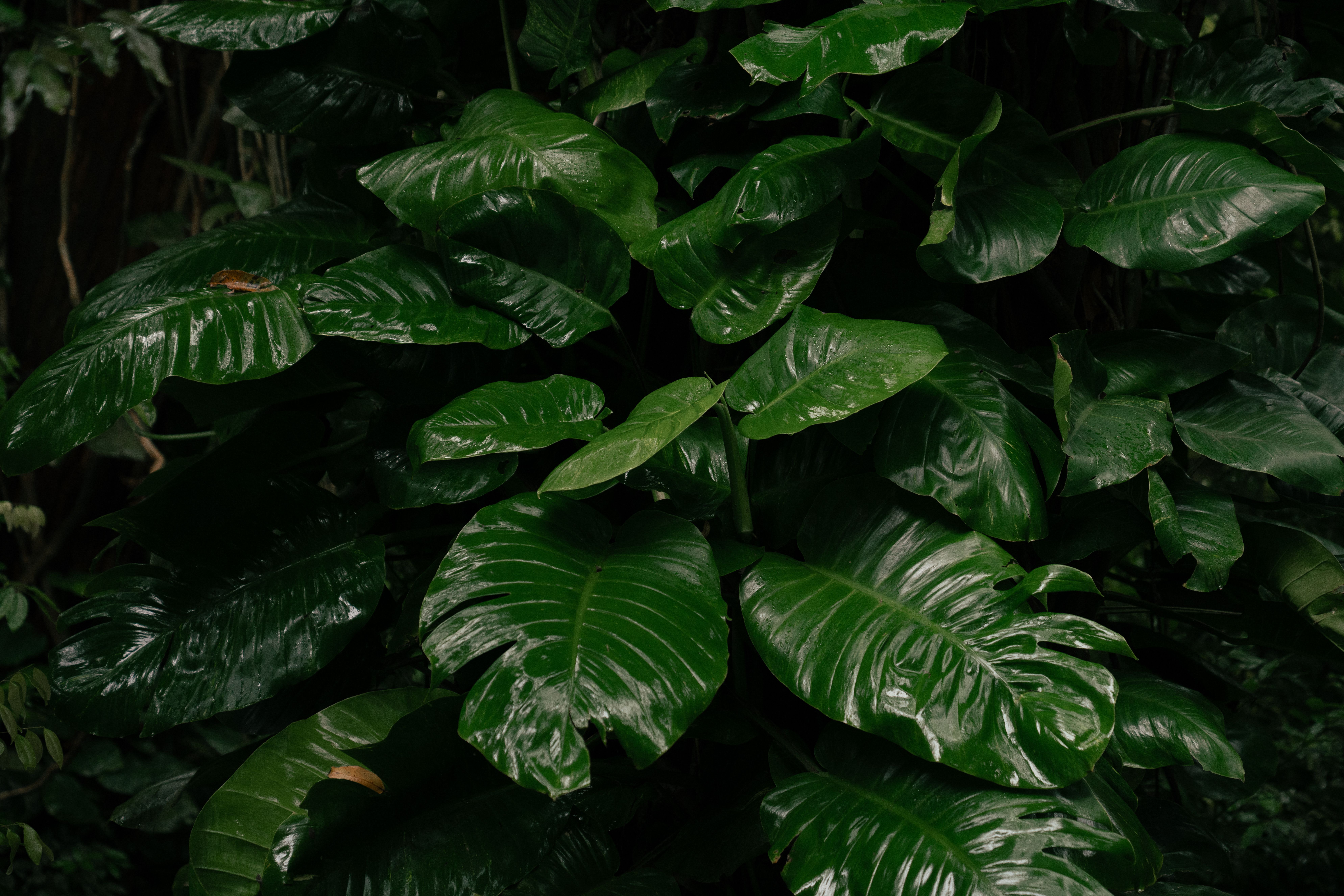 Lush green tropical leaves with dewy surface, perfect for nature and botanical themes.