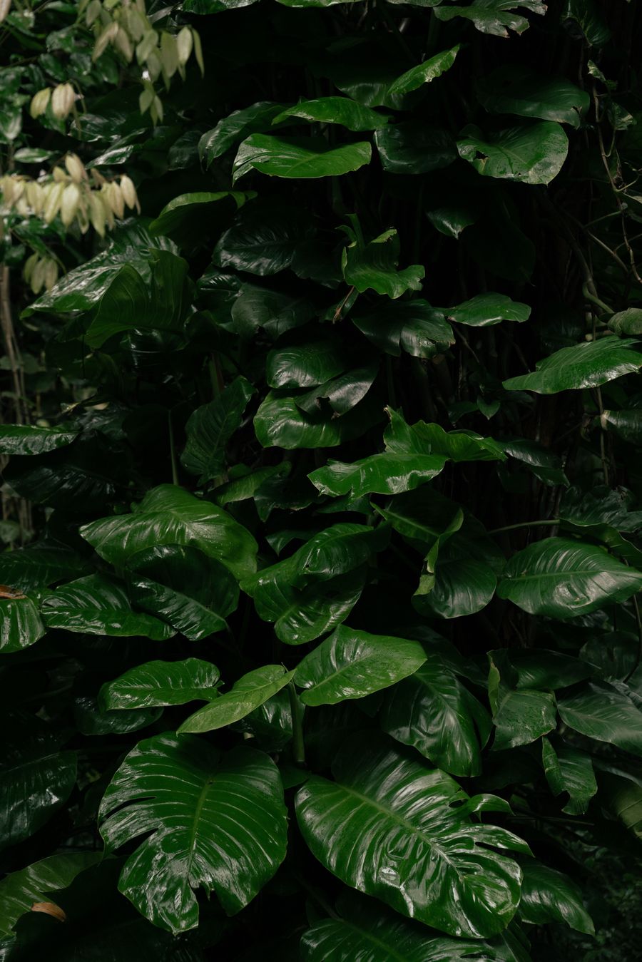 Collection Forêt — canopée brumeuse Monteverde