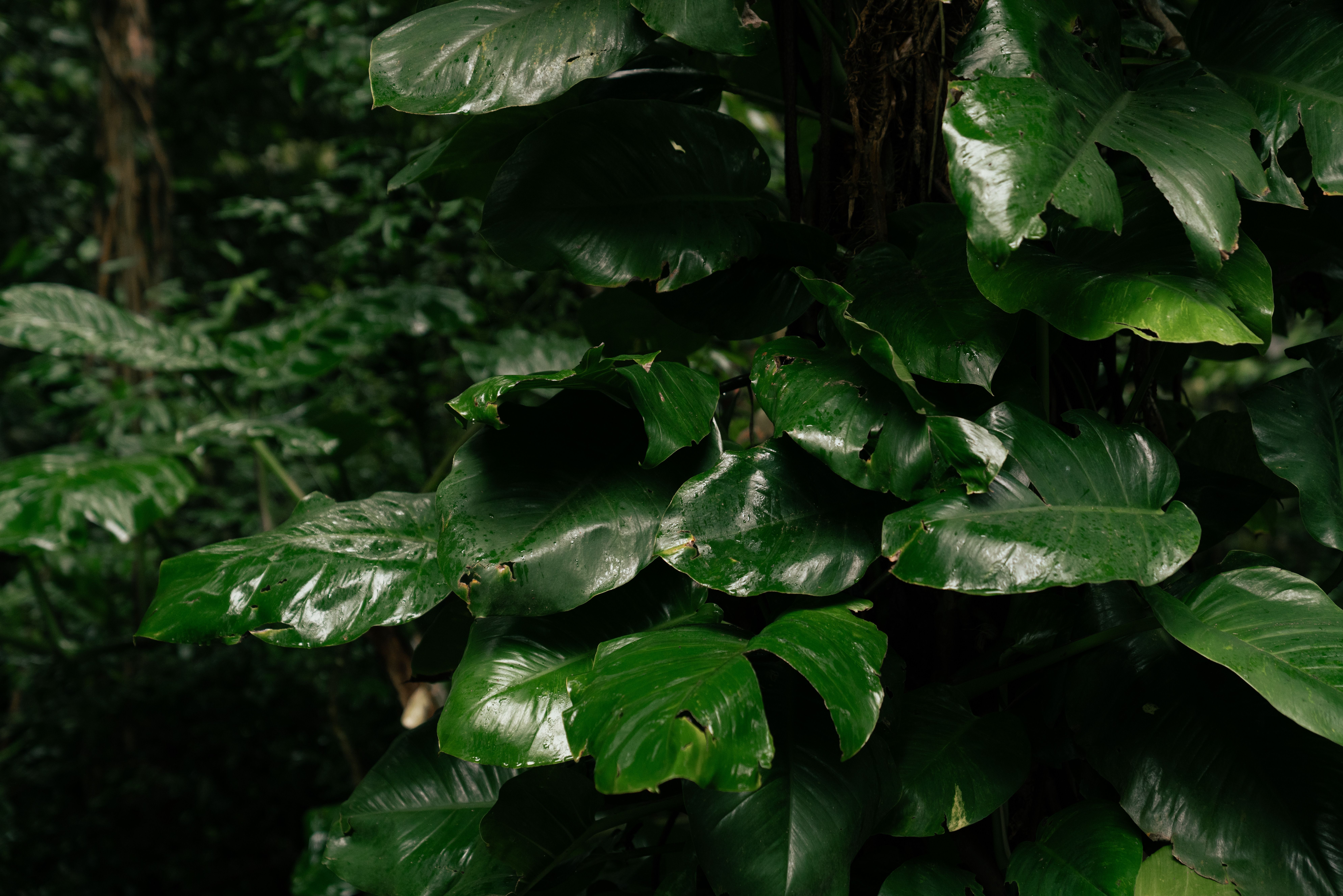 Lush Tropical Foliage with Deep Green Leaves · Free Stock Photo