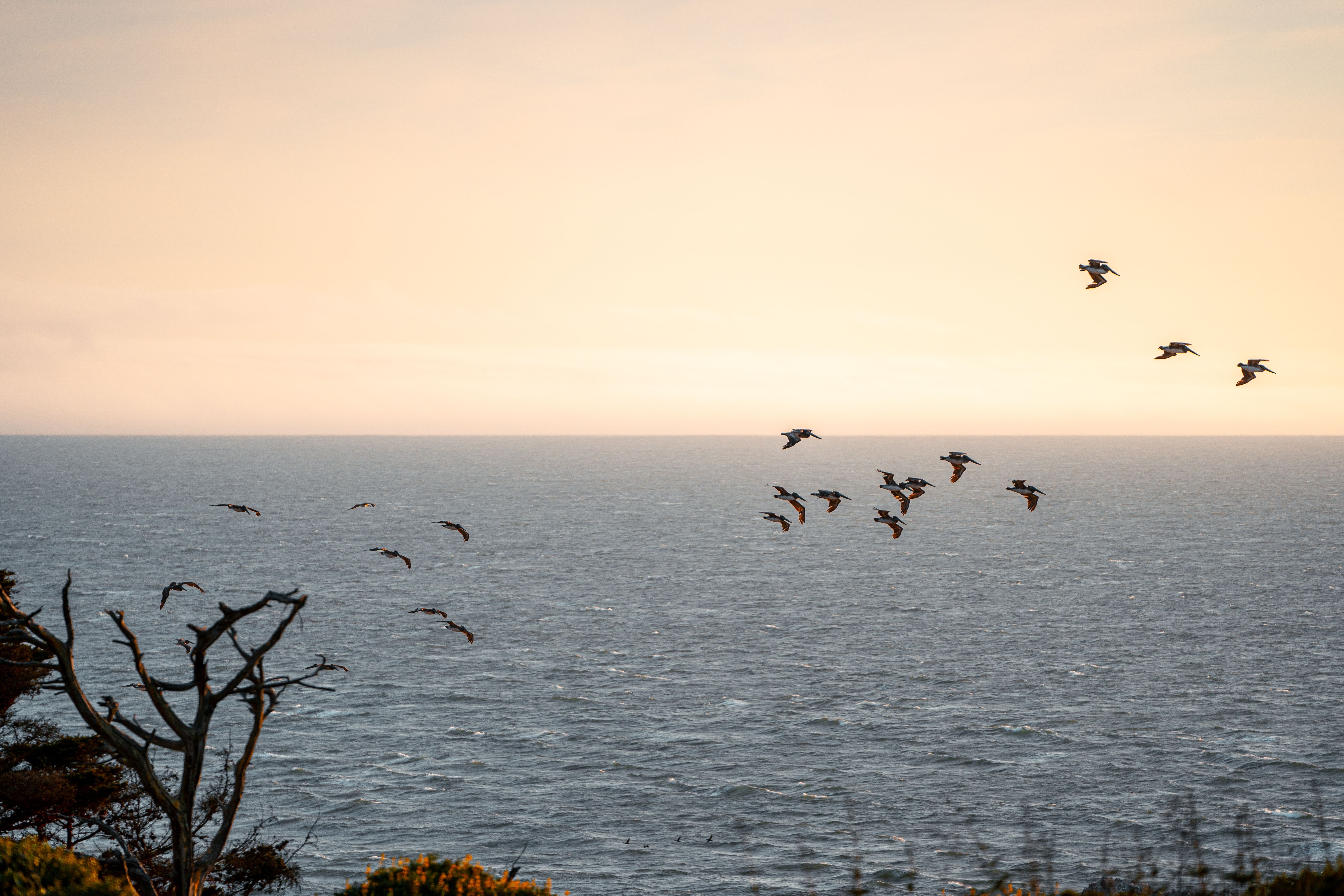 how to start bird watching california: Your Ultimate Guide