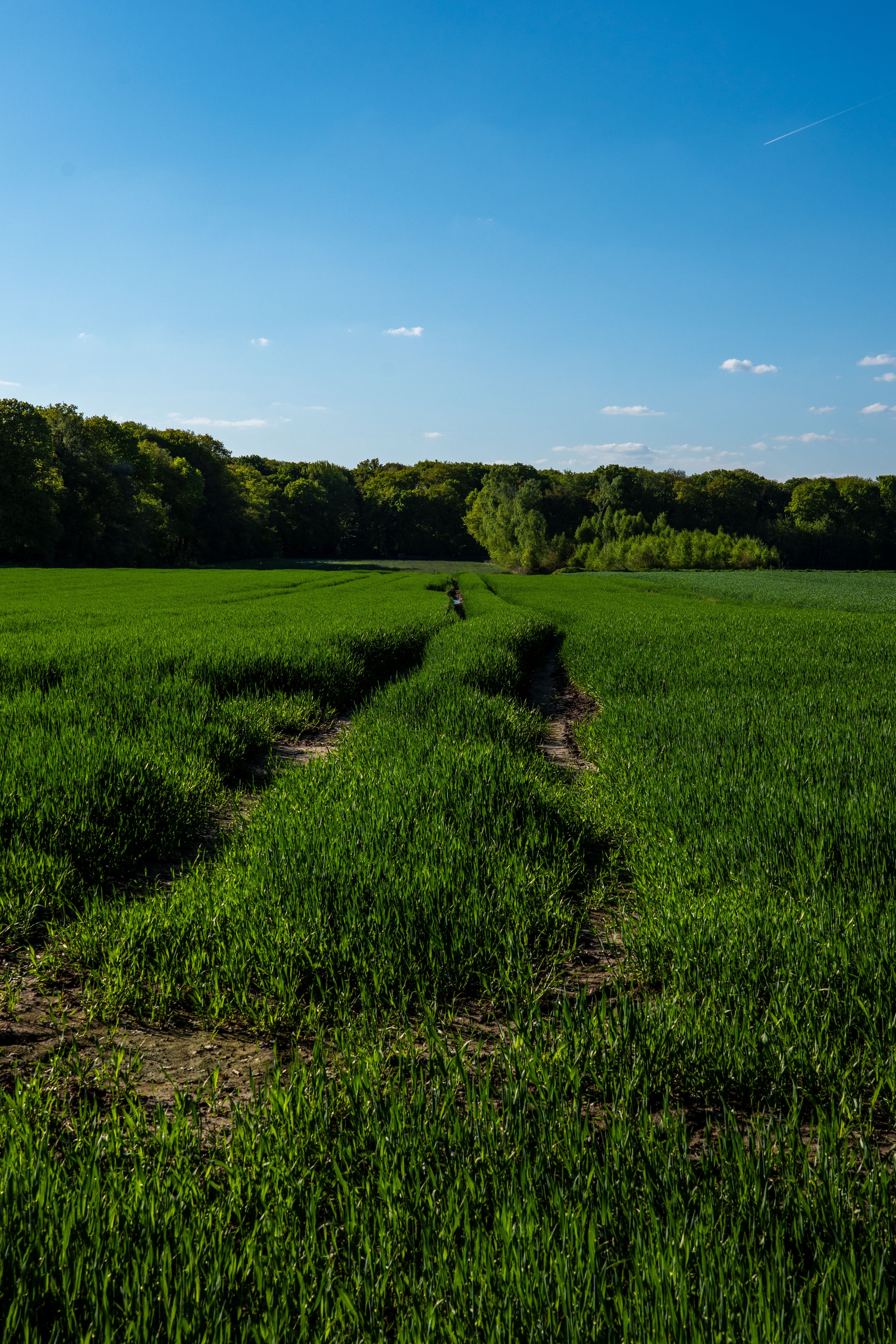 Lush Green Field Under Clear Blue Sky · Free Stock Photo
