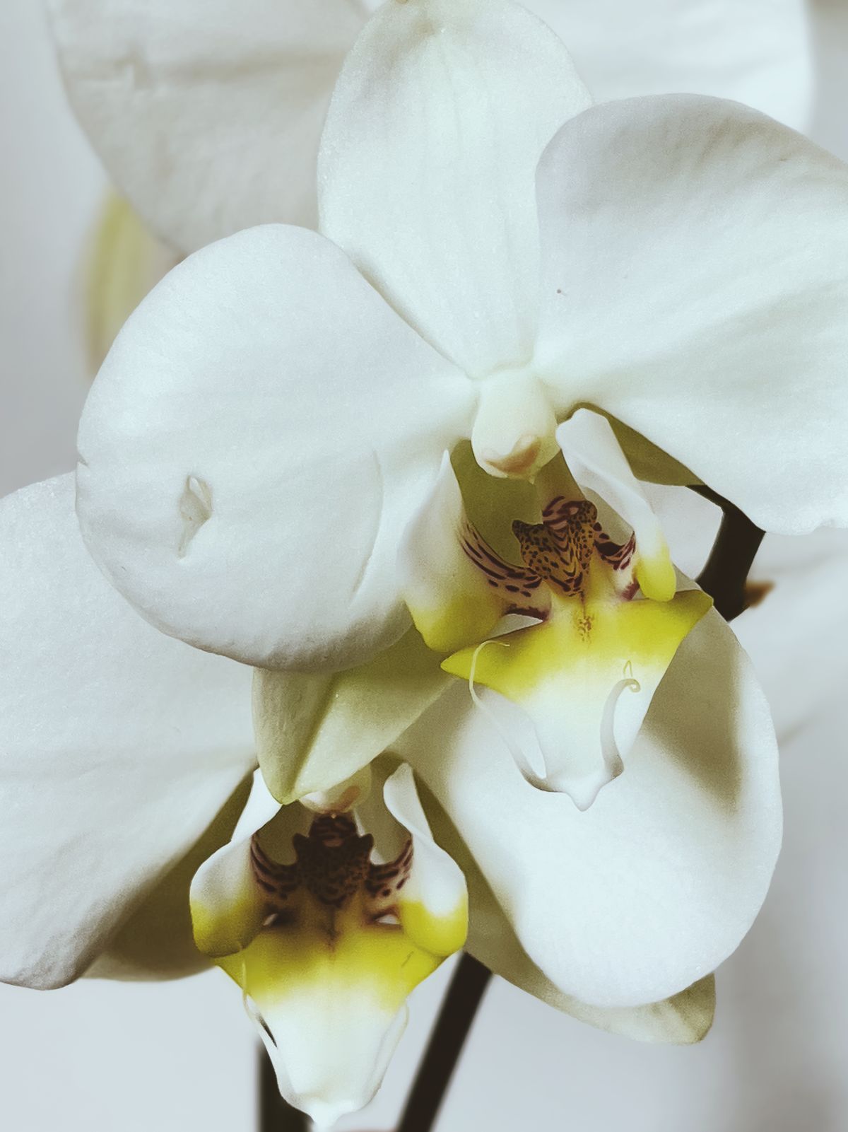 Intim-Bleaching Düsseldorf – helle, zarte Orchideenblüte als Symbol für ein sanft aufgehelltes, ebenmäßiges Hautbild