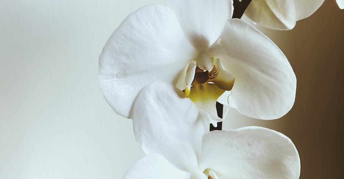 台南推母親節送蘭花,讓美學融入生活文化