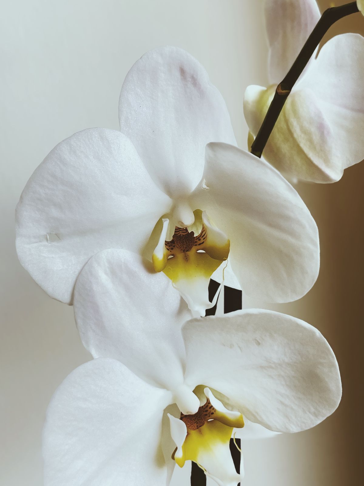 Schamlippenverkleinerung Kosten Düsseldorf – zarte weiße Orchideen als Symbol für eine transparente, diskrete Intimbehandlung