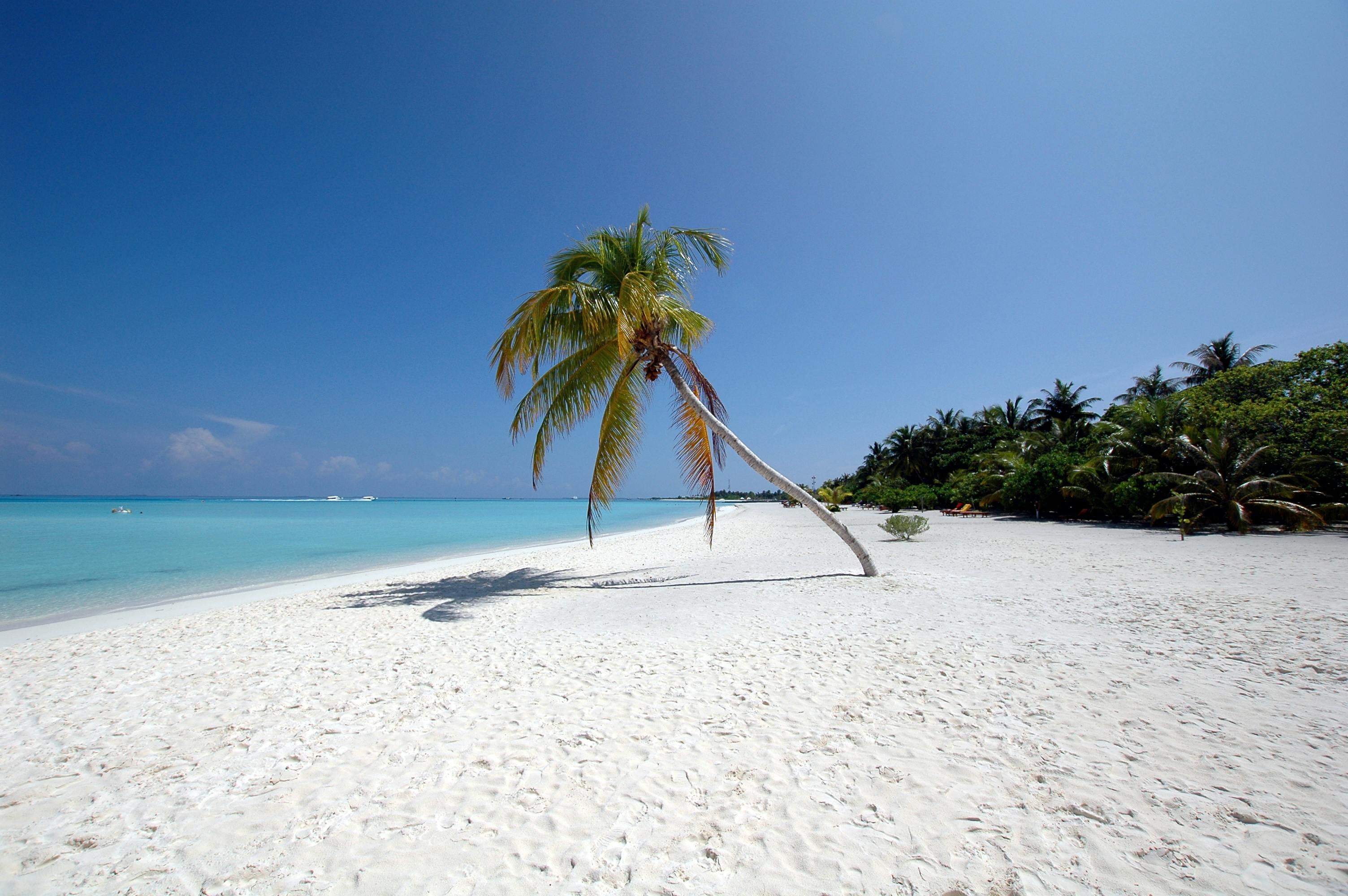 Stunning white sandy beach with a leaning palm tree overlooking clear blue waters in the Maldives.