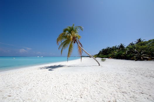 Stunning white sandy beach with a leaning palm tree overlooking clear blue waters in the Maldives.