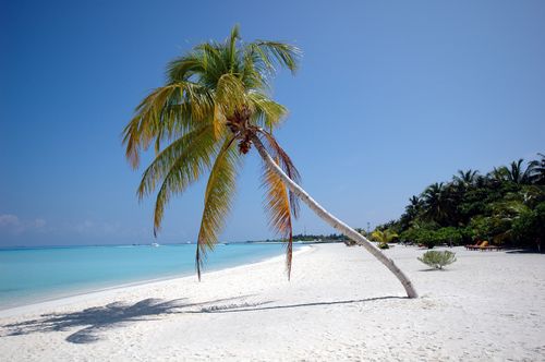 Free Serene tropical beach scene with a leaning palm tree by the clear blue ocean, ideal for travel vibes. Stock Photo