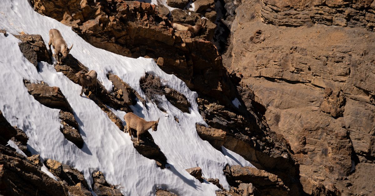 Himalayan Biodiversity Under Siege: New Research Explains Climate Change's Grip on Arunachal Pradesh