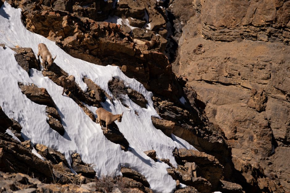 India Launches First High-Altitude Wildlife Safari in Ladakh