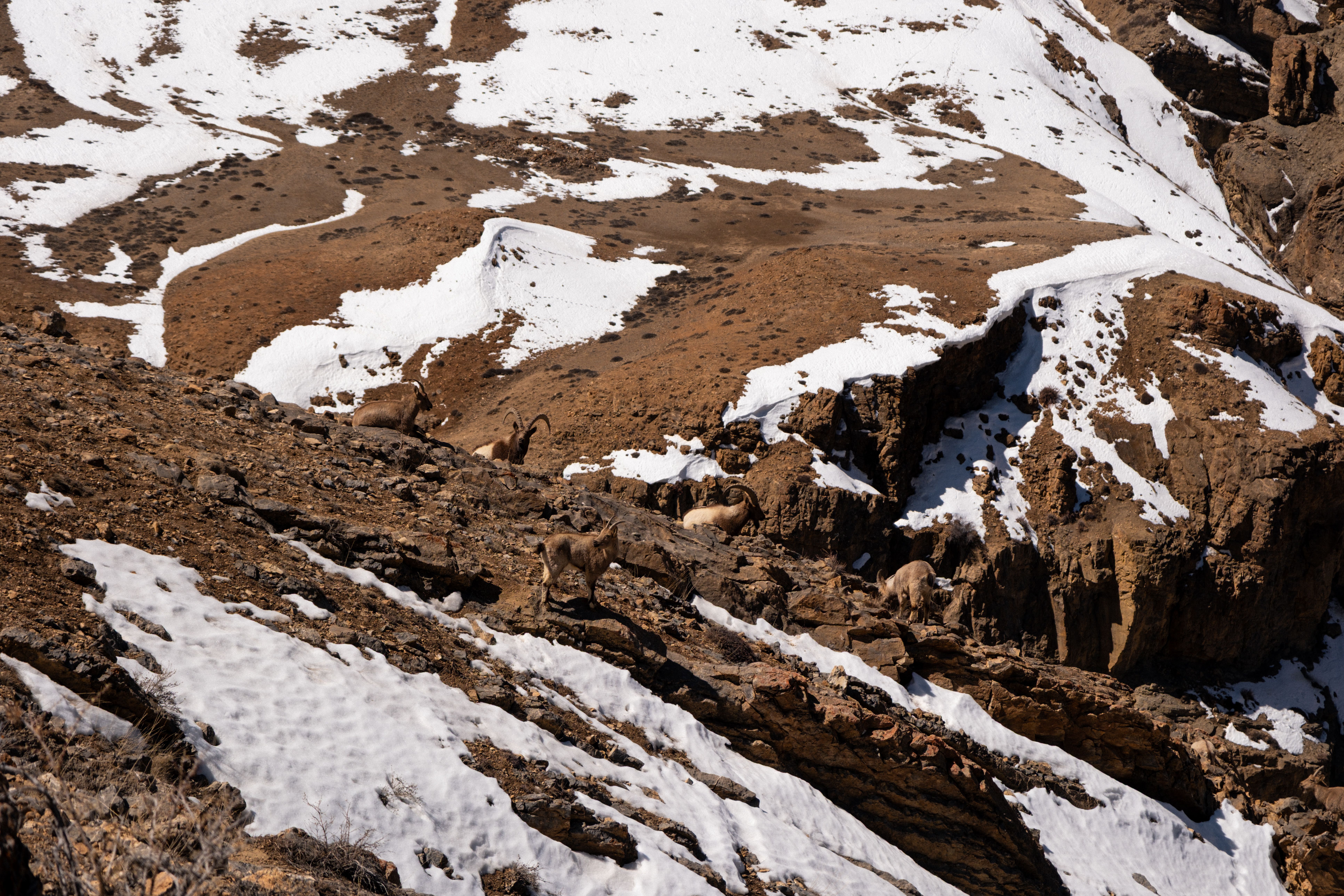 A serene mountain landscape in Spiti Valley, showcasing ibex amid rugged terrain and snowy patches. - Valle de Spiti