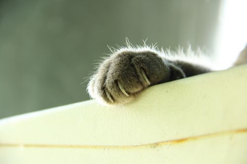 Free  cat Stock Photo