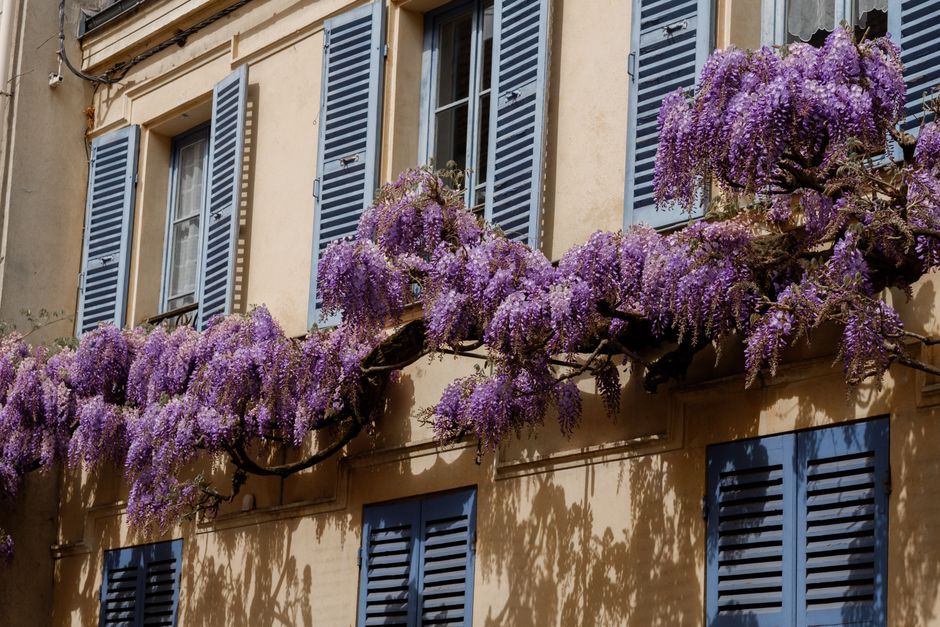 A picturesque house façade adorned with vibrant blooming wisteria under bright daylight.