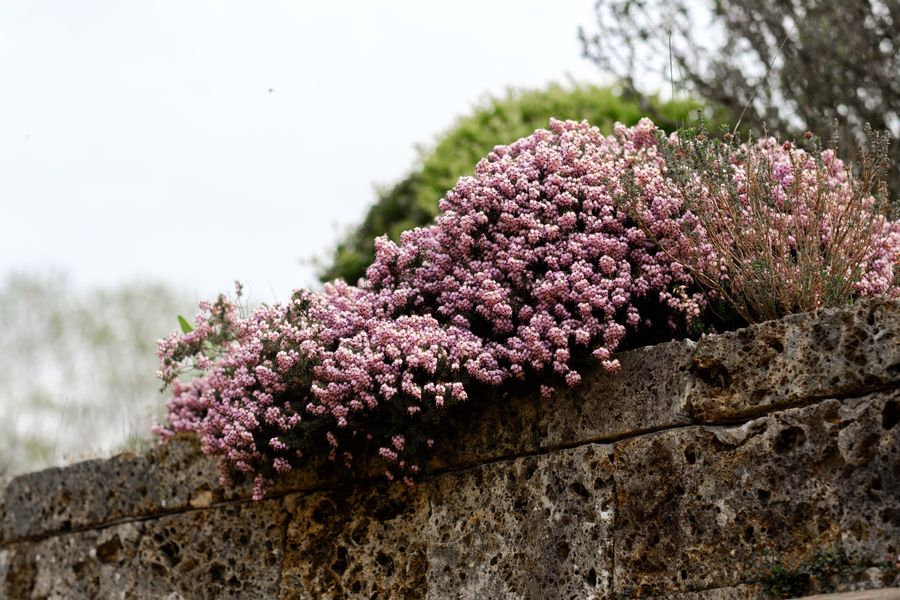 Pink flowers spilling over an old stone wall
