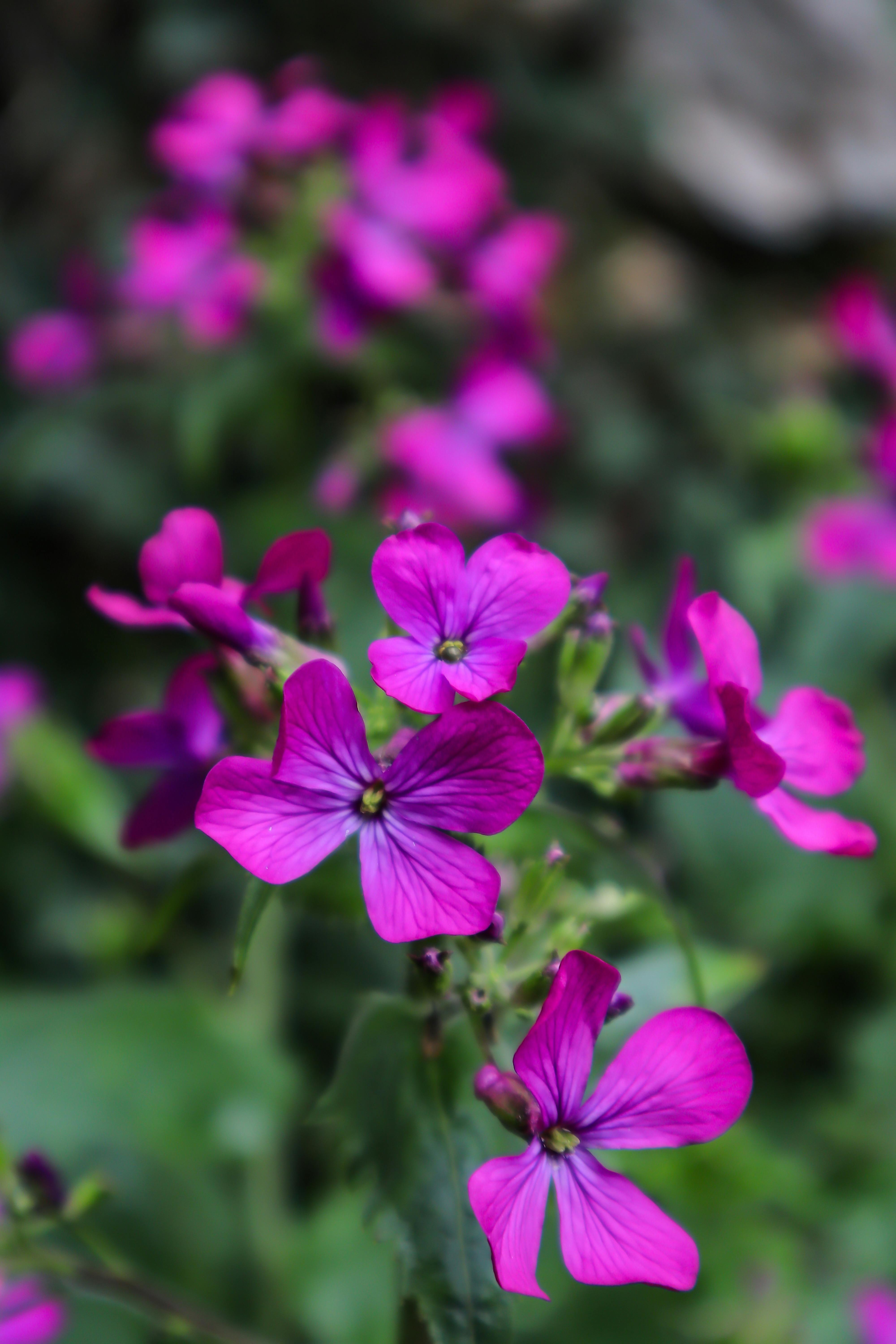 [ColoSach]-close-up-of-vibrant-purple-honesty-flowers-(lunaria-annua)-showcasing-nature's-beauty-in-a-spring-setting.