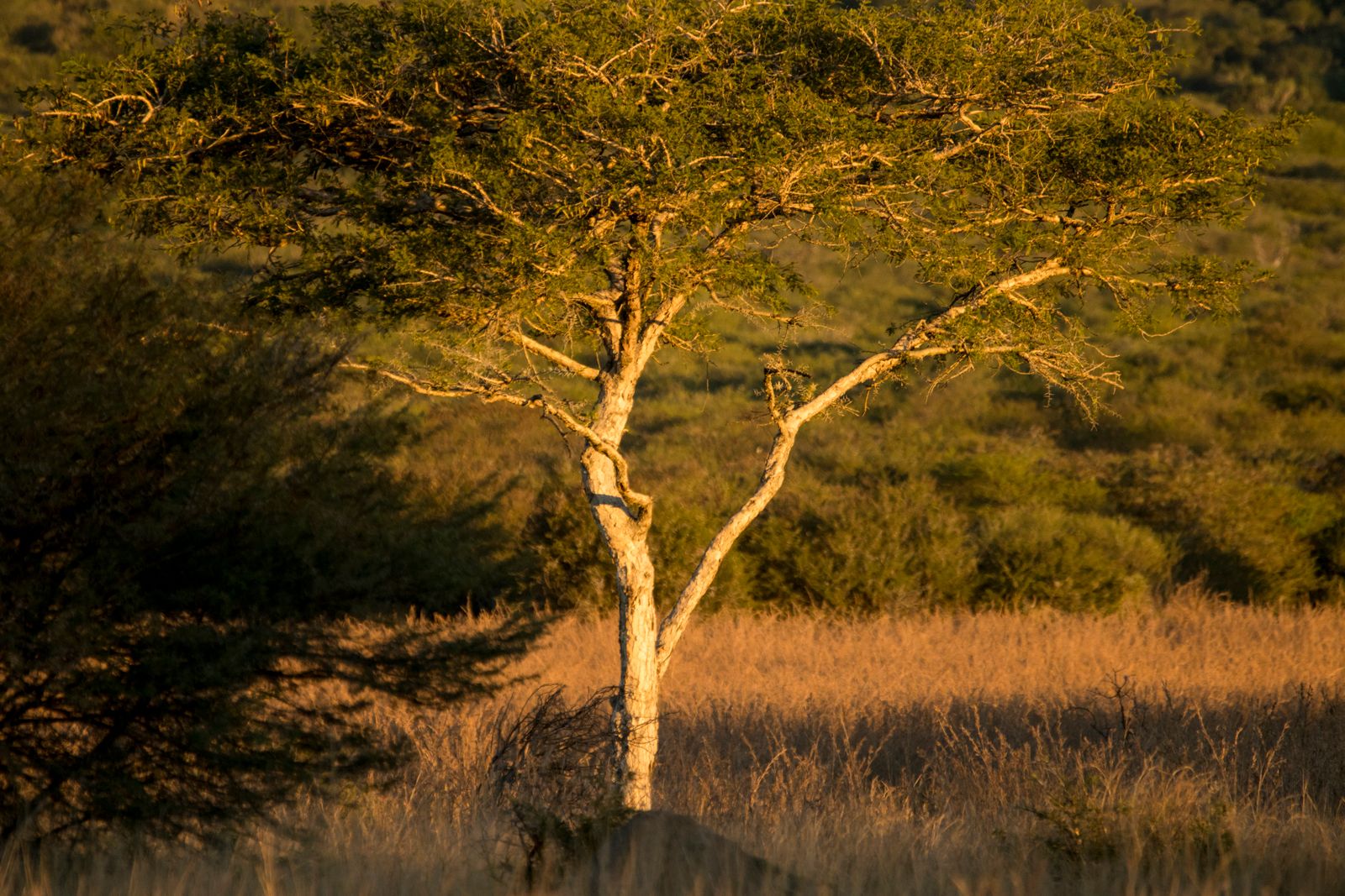 A lone acacia tree in golden morning light on the African savanna