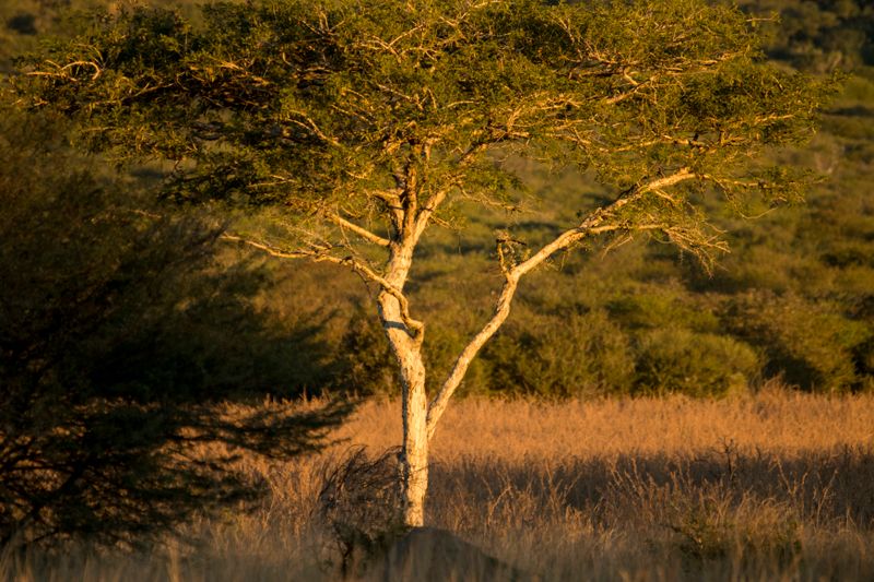 Africa
