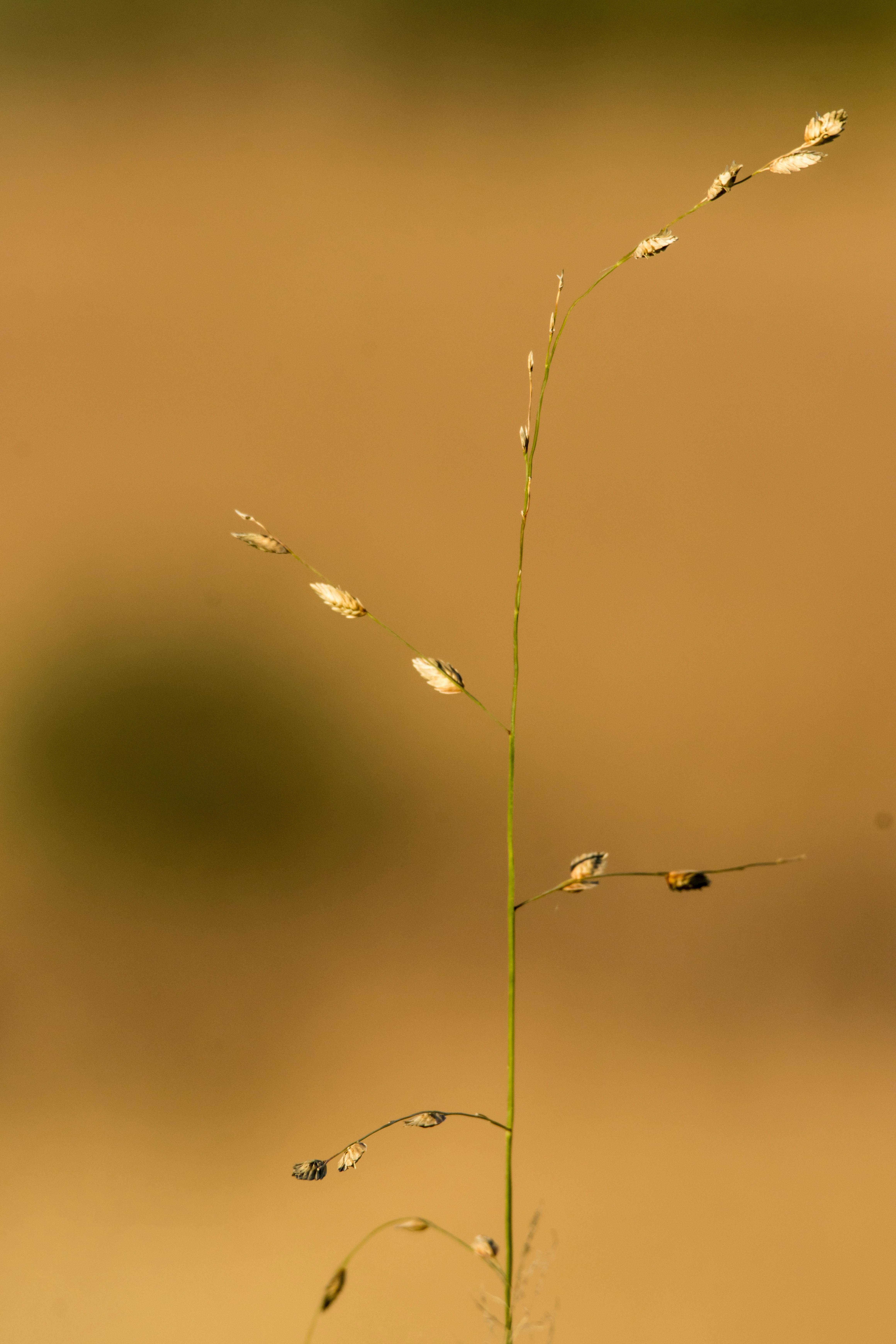 Gratuit Prim-plan al unei tulpini de iarbă solitare cu semințe pe un fundal bej neclar. Fotografie de stoc
