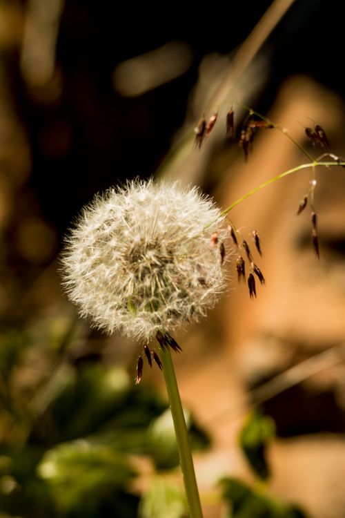 Free A macro shot of a dandelion puff in focus against a blurred natural background. Stock Photo