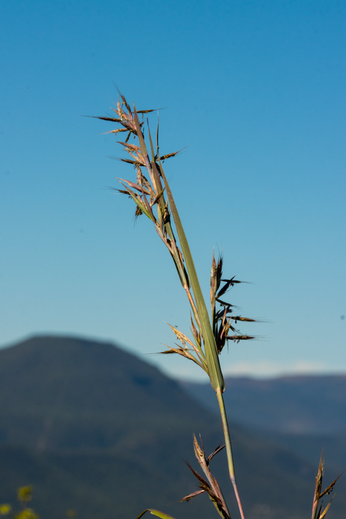 Free Close-up of grass against clear sky and distant mountain. Stock Photo