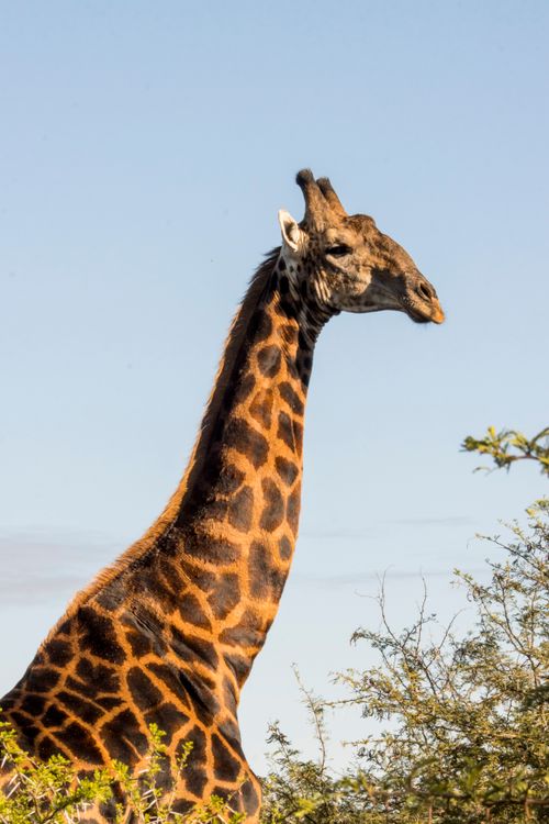 Free A striking close-up of a giraffe in the African savanna against a clear blue sky. Stock Photo