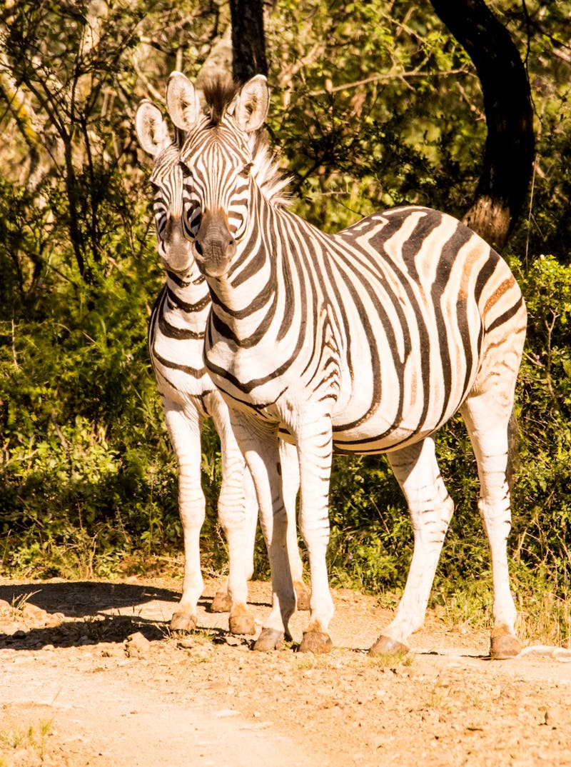 Zebra Images Photos, Download The BEST Free Zebra Images Stock Photos ...
