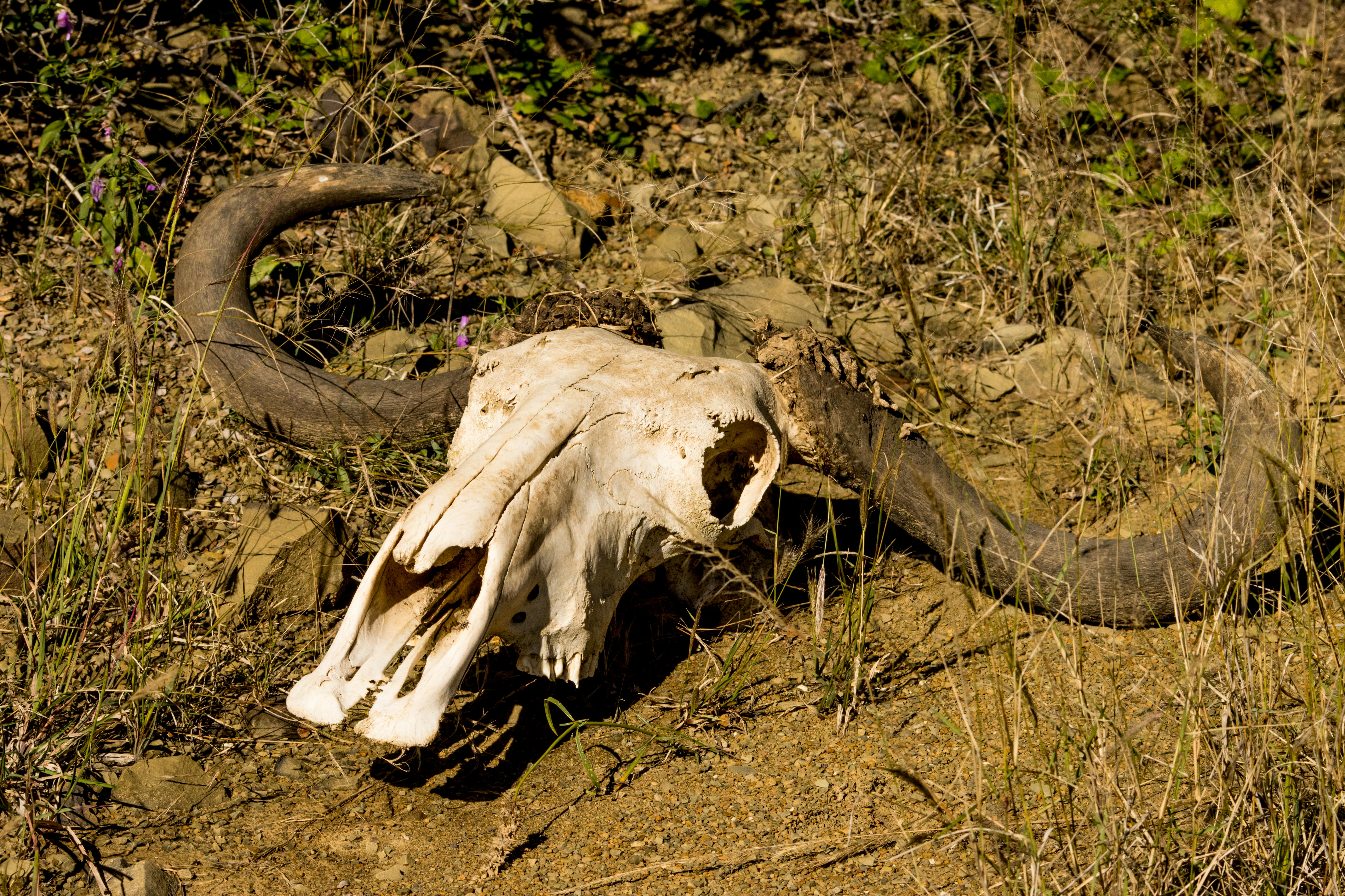 grátis Crânio de animal com chifres deitado em solo seco em ambiente natural. Foto profissional