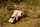 dead animal