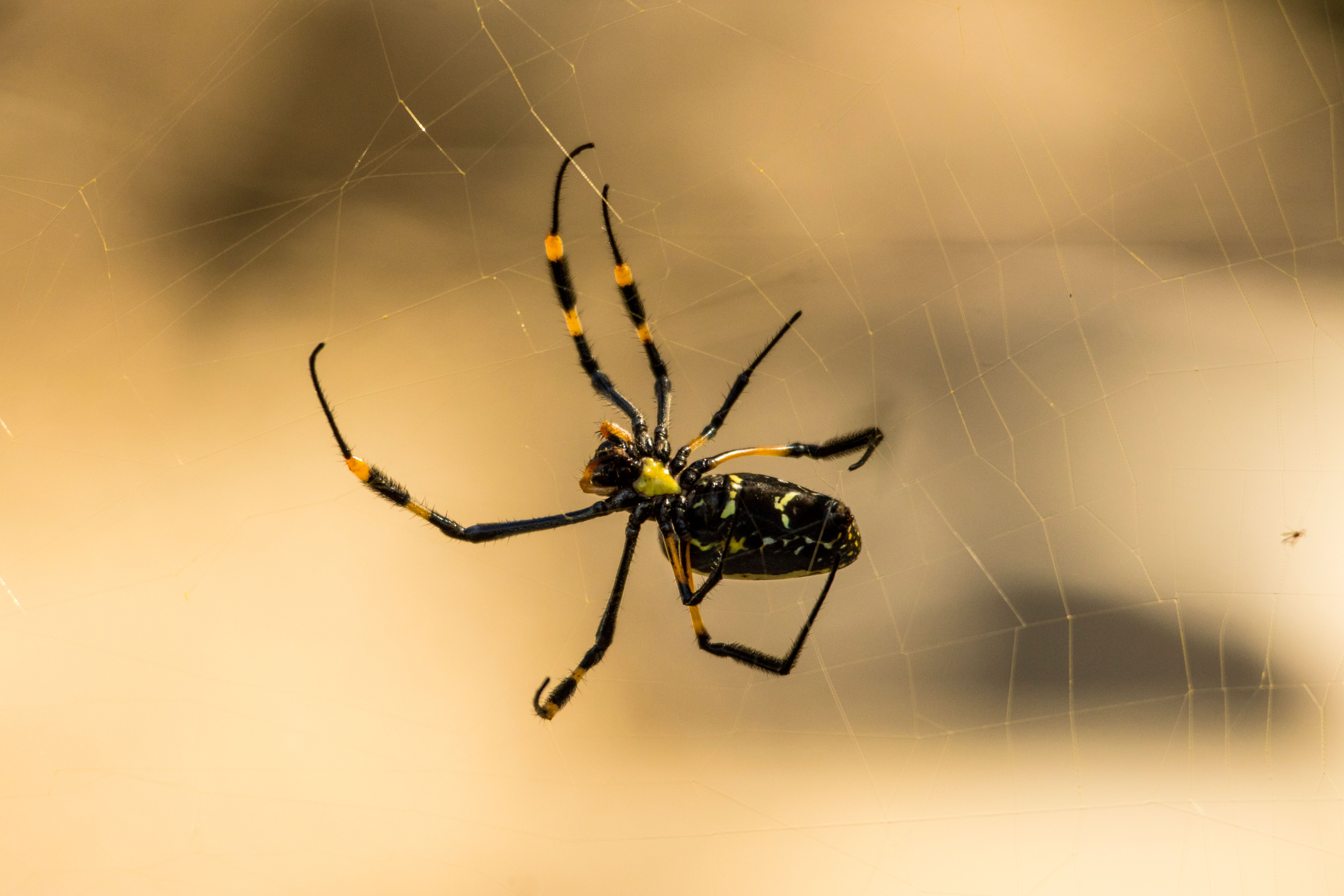 Close-up of a Golden Orb Weaver Spider in Web · Free Stock Photo