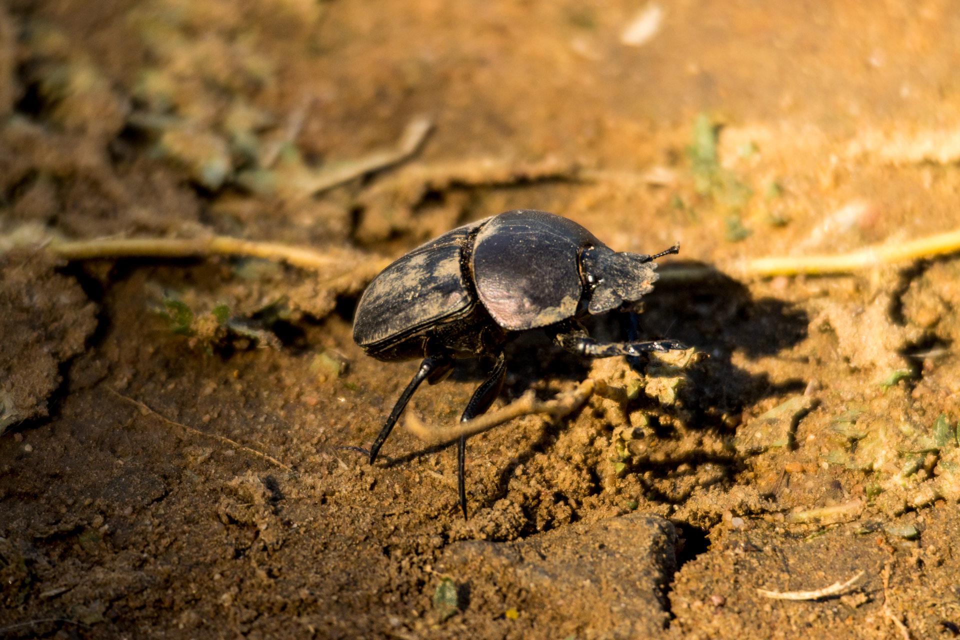 Detailed view of a beetle navigating across a sunlit soil surface.