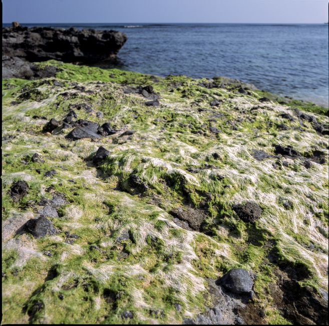 Understanding Pet Insurance for Algal Bloom Toxicity in 2026