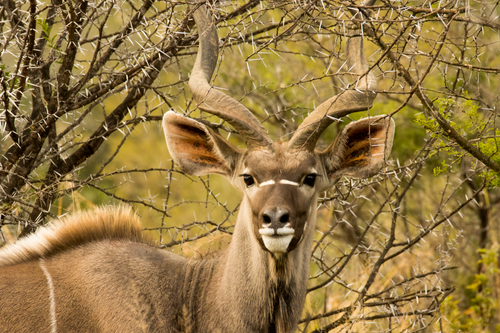 Free Close-up of a Greater Kudu amidst thorny bushes in natural habitat. Stock Photo