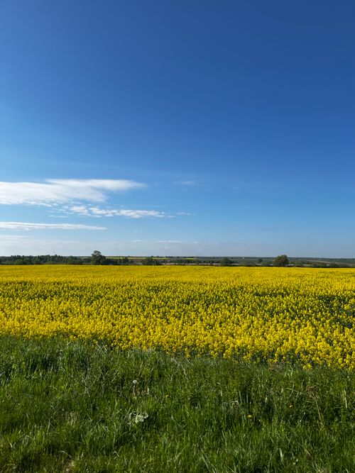 Free A stunning yellow rapeseed field in bloom under a clear blue sky, capturing the essence of spring. Stock Photo