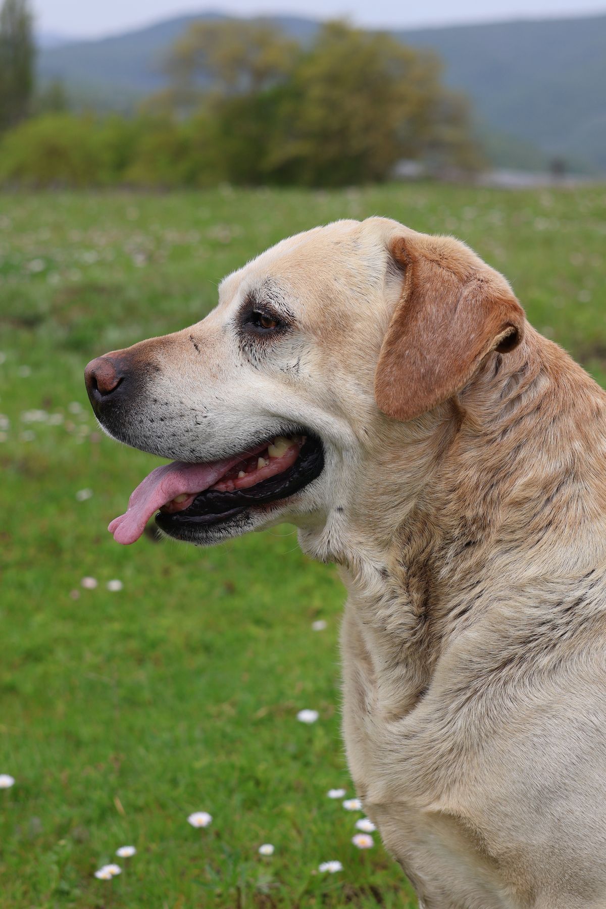 Races de chiens les plus populaires en Allemagne en 2026 : Labrador, Berger Allemand et chiffres actuels