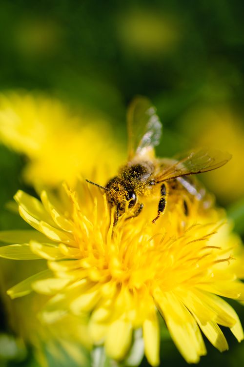Free Close-up of a bee collecting pollen from a yellow dandelion during daytime. Stock Photo