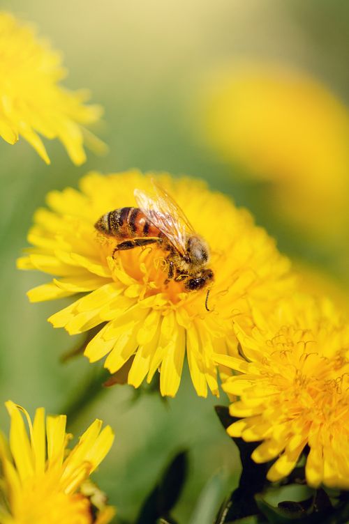 Free Macro shot of a bee collecting nectar from a vibrant yellow dandelion, symbolizing spring and renewal. Stock Photo